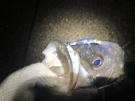 メバリングロッドで55センチのシーバス