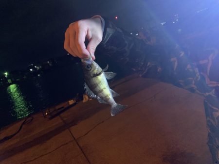 メバル 浮き釣り