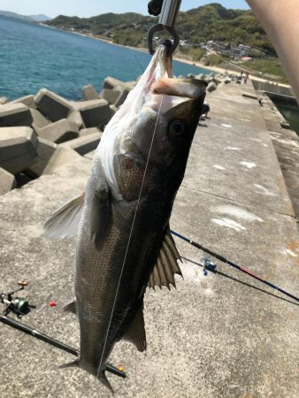 大物シーバス65cm２匹