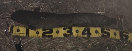 ヨレを見つけろ！