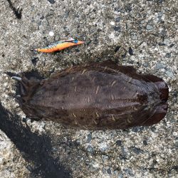 アオリイカを求めて？コウイカ連発！？