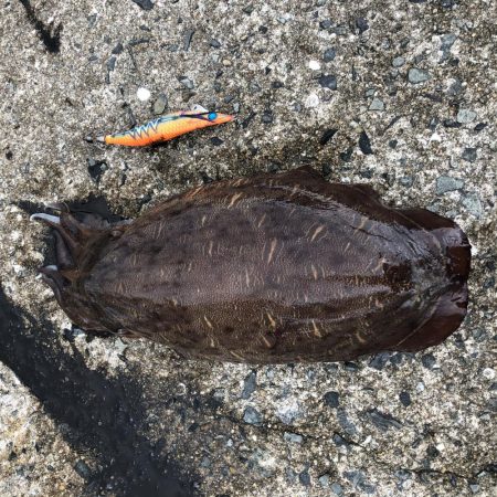 アオリイカを求めて？コウイカ連発！？