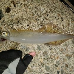 ちょっと良いヤリイカ