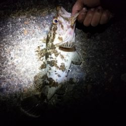 ちょろっとメバル