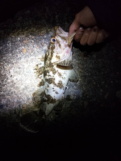 ちょろっとメバル