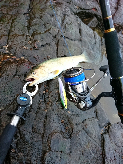 セルテート入魂！