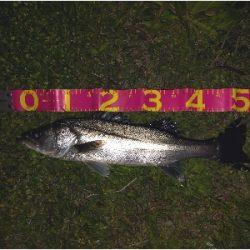 ミノーでゲット