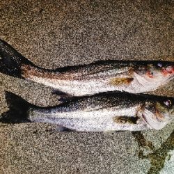 根魚狙いで真鯛。