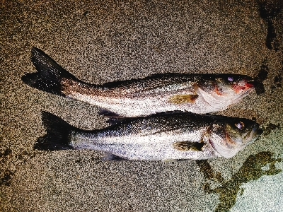 根魚狙いで真鯛。