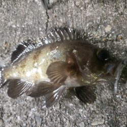 DAISOワームチャレンジ