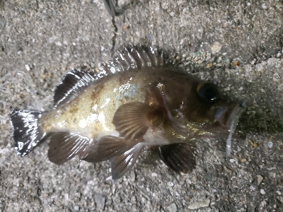 DAISOワームチャレンジ