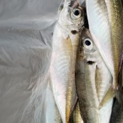 久しぶりのアジング