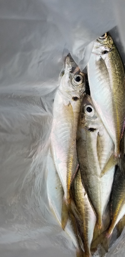 久しぶりのアジング