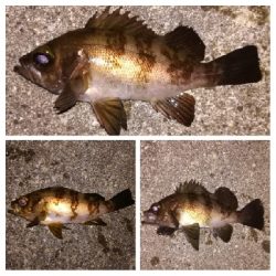 メバリング1845〜1927