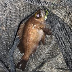 コロナに負けるな!