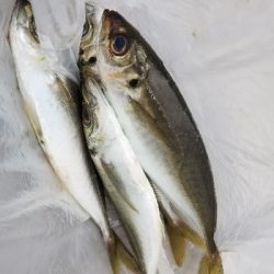 アジング　初キャロ