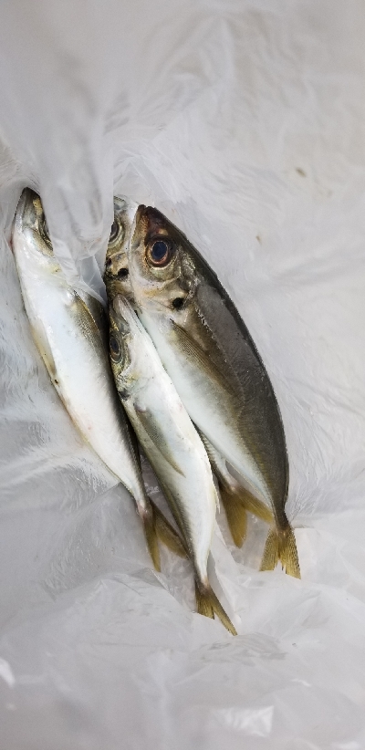 アジング　初キャロ