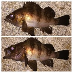 メバリング1840〜1920