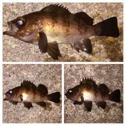 メバリング1840〜1915