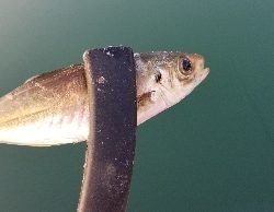 アジング　朝マズメ