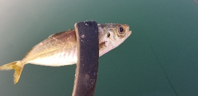 アジング　朝マズメ