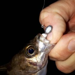 今日もアジング