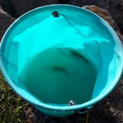 荒川でテナガエビ釣り