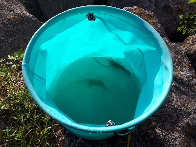 荒川でテナガエビ釣り