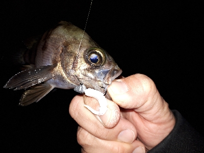 今回もいつもの神戸港