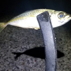 アジングのアジで色々