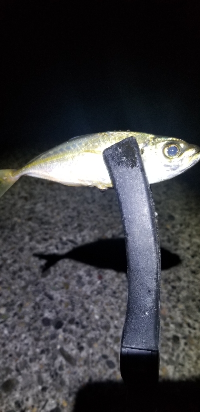 アジングのアジで色々