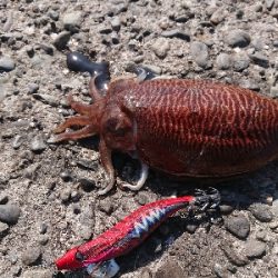 爆風のち入れ食い‼️