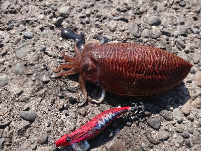 爆風のち入れ食い‼️