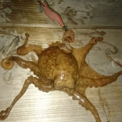 もはや顔馴染みの常連に