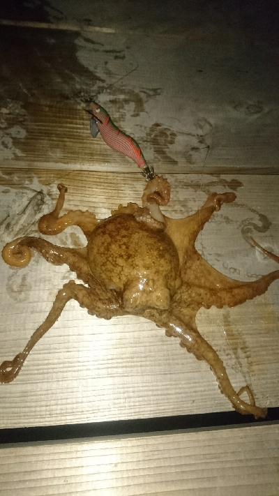 もはや顔馴染みの常連に