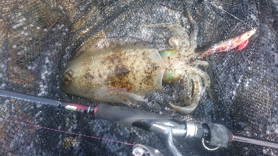 2カ月振りのアオリイカ