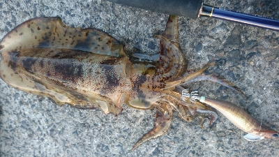 調子が上がってきた!!