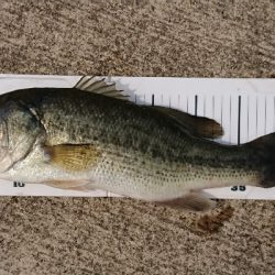 シラウオパターン