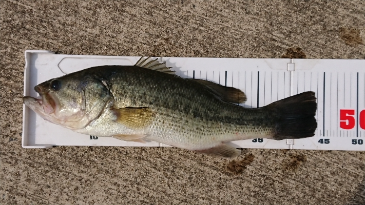 シラウオパターン