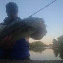 カバースキャット