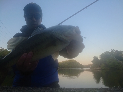 カバースキャット