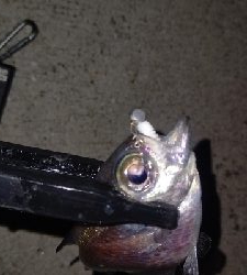 アジングに行きましたが…