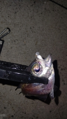 アジングに行きましたが…