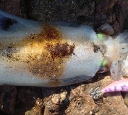 エギング釣行その49