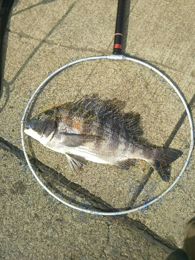 渚釣りからの堤防釣り