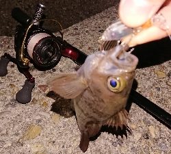 連日のメバリング