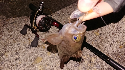 連日のメバリング