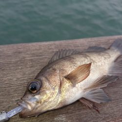 始発メバリング