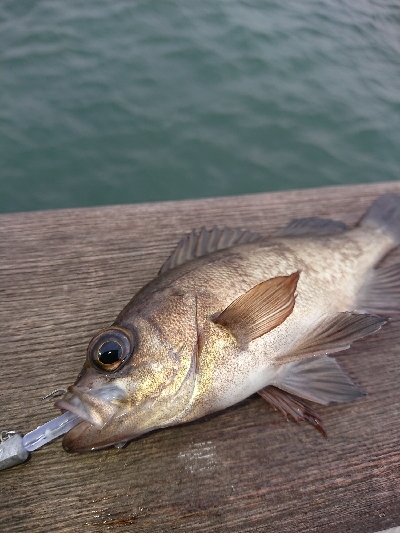 始発メバリング