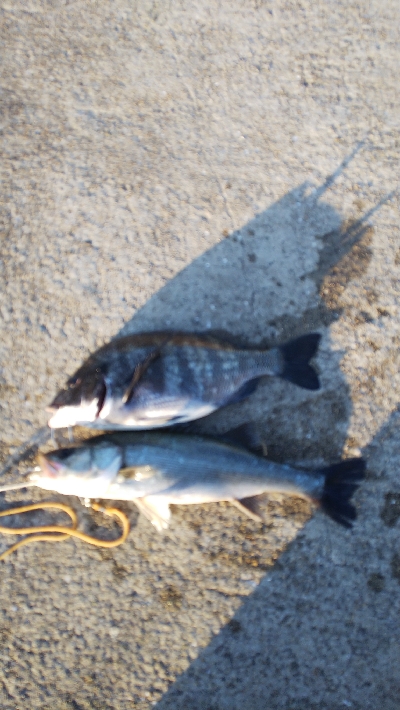 渋い中で価値ある２匹